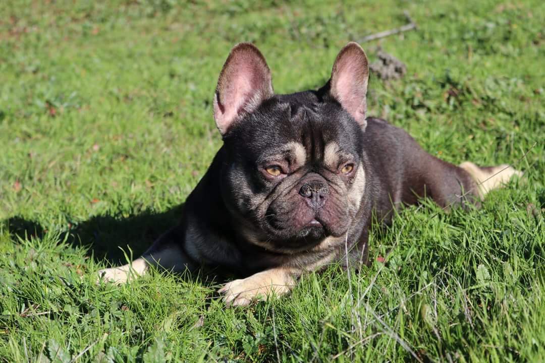 Husky & Coy Frenchie Puppies for Sale | Sanders Frenchies