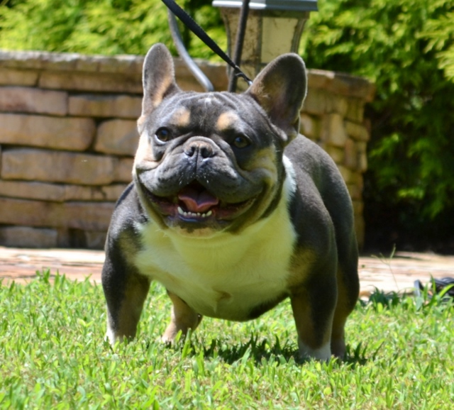 AKC Registered Tri Color French Bulldog Puppies For Sale