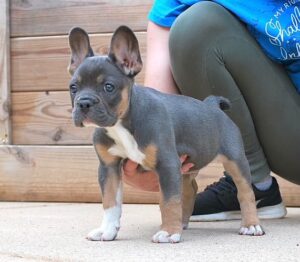 grey French bulldog with trainer