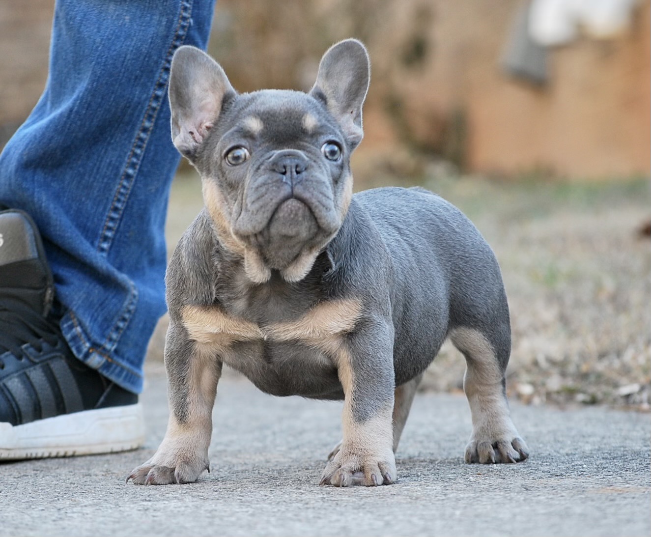 New Shade & Pink French Bulldog Puppies for Sale | Sanders Frenchies